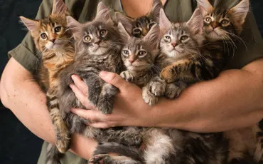 Quiz Test de personnalit�