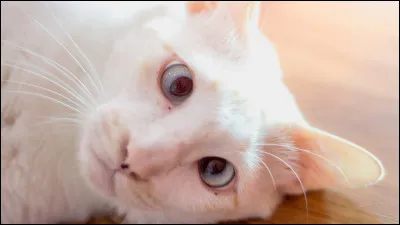 Quel personnage aimes-tu ? (2)