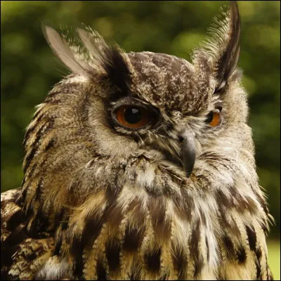 Quel est ce rapace nocturne, reconnaissable &agrave; ses aigrettes sur la t&ecirc;te ?