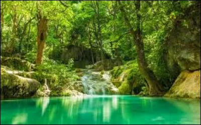 Les chiens voient le monde uniquement en noir et blanc.