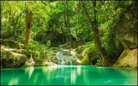 Les humains partagent 50 % de leur ADN avec les bananes.