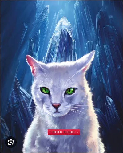 De quelle couleur &eacute;tait le papillon de Vol du Papillon ?