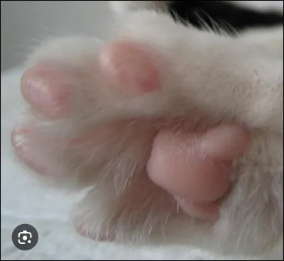 Sur une patte arri&egrave;re, combien Griffe d'Araign&eacute;e a-t-il de griffes ?