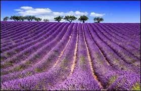 Dans quel d&eacute;partement se trouve la ville de Vesoul ?