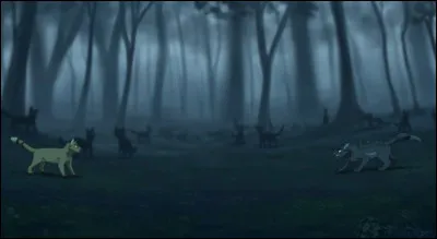 Quel est le nom du cycle 4 ?