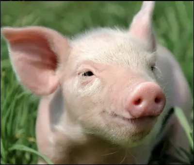 Quelle est la femelle du cochon (ou du porc) ?