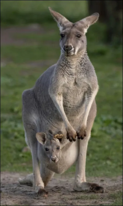 Quelle est la capitale de l�Australie ?