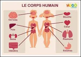 Je transforme les nutriments et j'absorbe ce dont ton corps a besoin...
