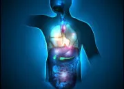 Quiz Les organes du corps humain (2)