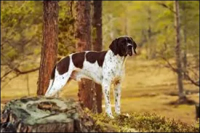 Que faut-il ajouter &agrave; "Po" pour obtenir le nom d'une race de chien de chasse ?