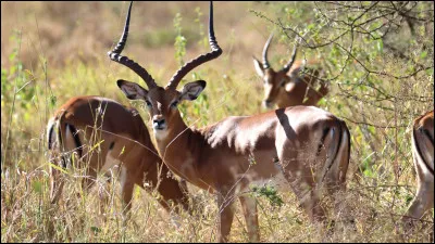 Quel est ce pays dont la capitale porte le nom d'une esp&egrave;ce d'antilope ?