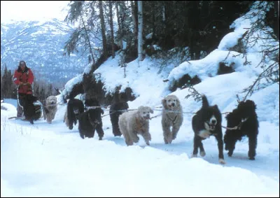 &Agrave; quelle course John Suter a-t-il particip&eacute;, de 1988 &agrave; 1991, avec un attelage de caniches ?