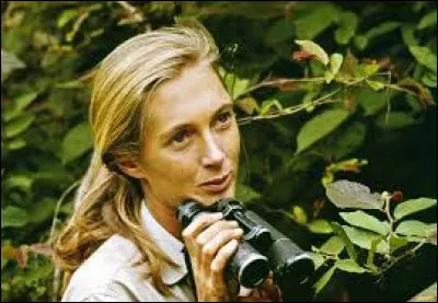 Quel animal &eacute;tudiait la primatologue Jane Goodall ?