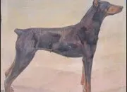 Quiz Le dobermann pinsher