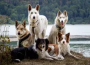 Quiz Races de chiens � reconnaitre