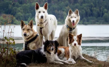 Quiz Races de chiens