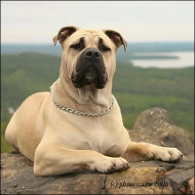 Quelle est cette race de chien ?