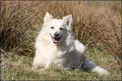 Quelle est cette race de chien ?