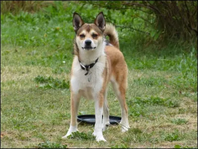 Quelle est cette race de chien ?