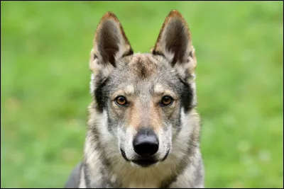 Quelle est cette race de chien ?