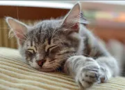 Test Es-tu un fan de 'LGDC' ?