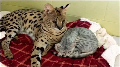 Derni&egrave;re question (spoil cycle 7 livre 5)Est-ce que �il d'Ombre et Racine des Sources sont all&eacute;s dans la For&ecirc;t Sombre ?