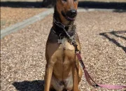 Quiz Chien crois� a reconnaitre