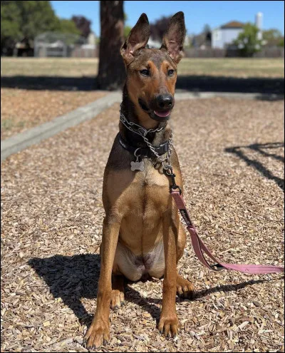Avec quoi ce chien est-il crois&eacute; ?