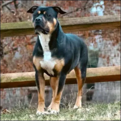 Avec quoi ce chien massif est-il crois&eacute; ?