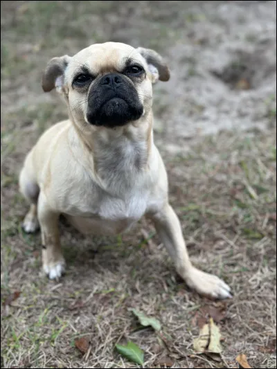 Avec quoi ce chiot est-il crois&eacute; ?
