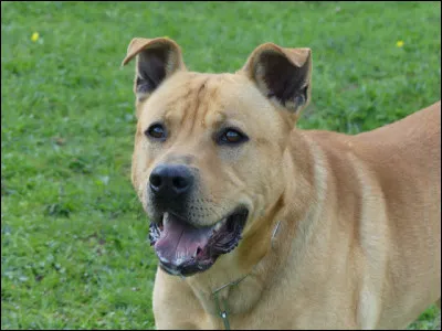 Avec quoi ce chien est-il crois&eacute; ?