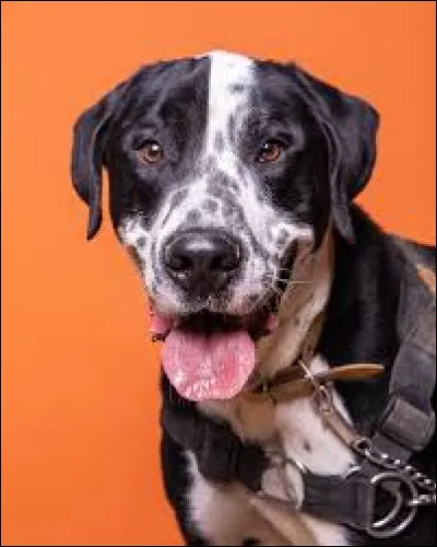 Avec quoi est crois&eacute; se beau chien au regard doux ?