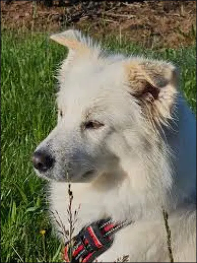 Avec quoi est crois&eacute; ce chien ?