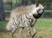 Quiz La hy�ne ray�e