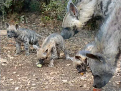 Que mange la hy&egrave;ne ray&eacute;e ?