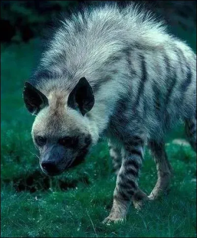 Quel est le caract&egrave;re de la hy&egrave;ne ray&eacute;e ?