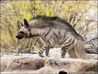 Que fait-elle quand elle est effray&eacute;e ?