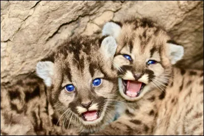 Quelle est la capitale du pays qui est au nord de l'Argentine ?