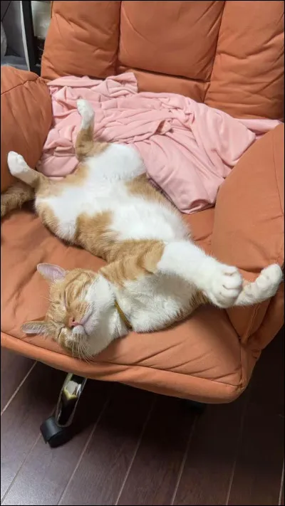 Bienvenue dans ce test ! Premi&egrave;re question : aimes-tu dormir ?