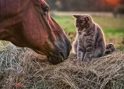 Quiz Quiz pour les nuls : chat ou cheval ?