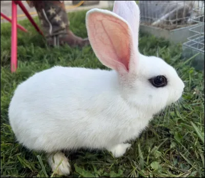 Quelle est cette couleur ?