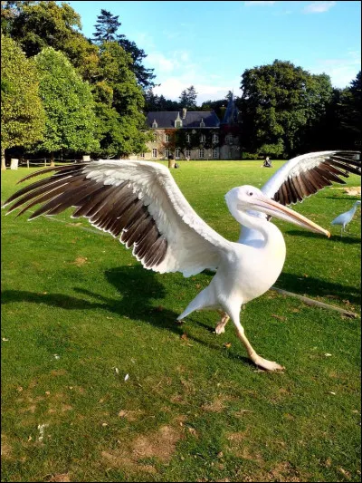 Quelle est l'envergure d'un p&eacute;lican ?