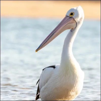 Le p&eacute;lican est l'un des...
