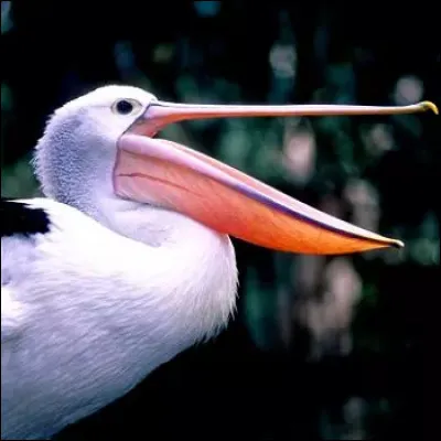 La poche extensible, qui pend sous son bec crochu, devient rouge en p&eacute;riode de reproduction.