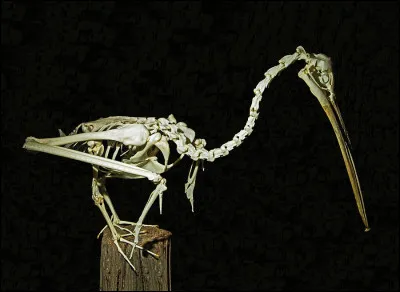 Qui est l'anc&ecirc;tre du p&eacute;lican ?