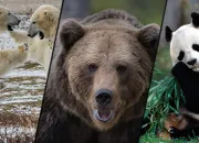 Quiz Les diff�rentes esp�ces d'ours