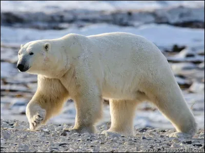 De quoi se nourrissent les ours polaires ?