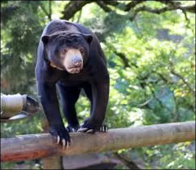 Quelle est cette esp&egrave;ce d'ours ?