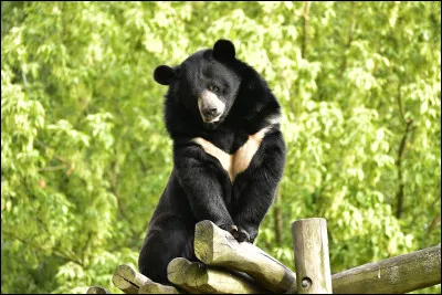 D'o&ugrave; vient cette esp&egrave;ce d'ours ?