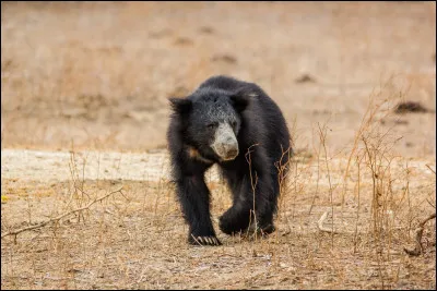 Quelle est cette esp&egrave;ce d'ours ?